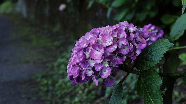Hydrangea, JPG