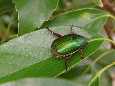 アオドウガネ アオドウガネ,黄金虫,こがね虫の写真素材