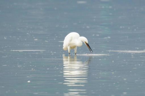 ダイサギ ダイサギ ダイサギ,鳥類,空の写真素材