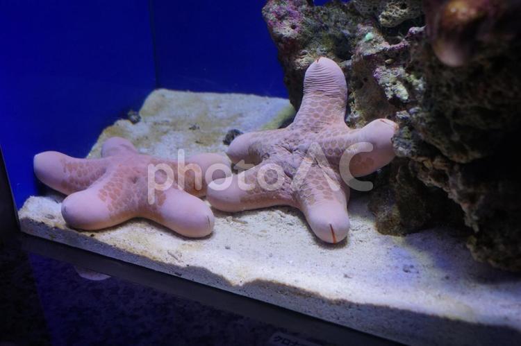 沼津港深海水族館　ひとで 魚,海,生き物の写真素材