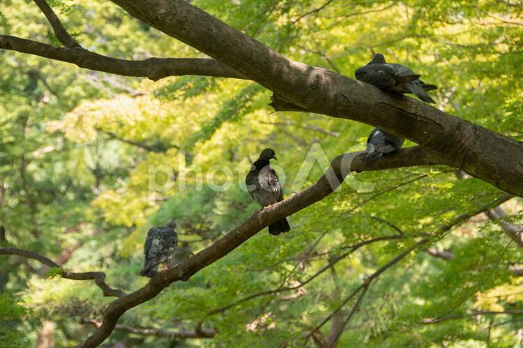 木陰で休む鳩 鳩,ハト,木陰の写真素材