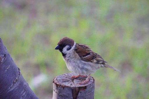 すずめ すずめ スズメ,小鳥,動物の写真素材