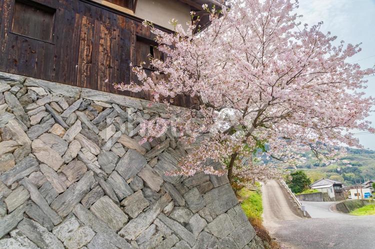 和歌山県紀ノ川沿いの桜、2024 桜,春,花の写真素材