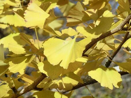 黄色く色付いたイチョウのクローズアップ イチョウ,銀杏,葉の写真素材