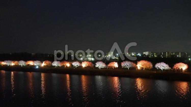 新川河畔の夜桜・八千代千本桜（八千代市） 春,夜桜,八千代千本桜の写真素材