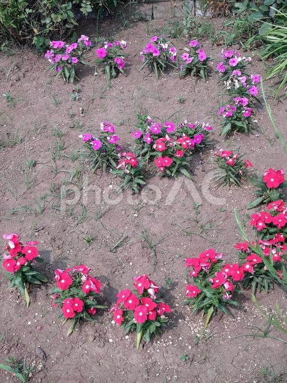 佐倉ふるさと広場の花壇03 佐倉ふるさと広場,田園,畑の写真素材