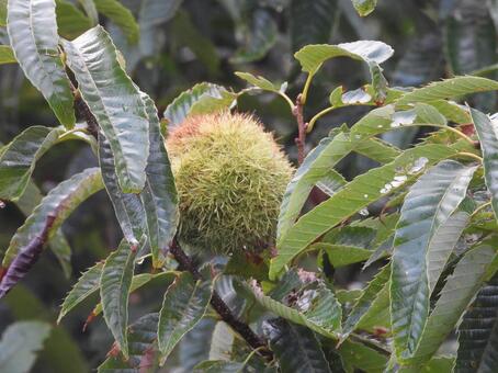 イガグリの写真