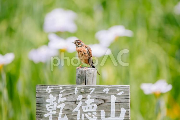 ホオジロさんが見張りしています ホオジロ,野鳥,小鳥の写真素材