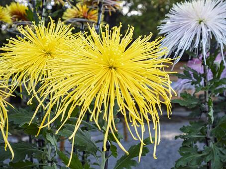 陽光に映える大輪の菊花 菊,菊花,大輪の写真素材