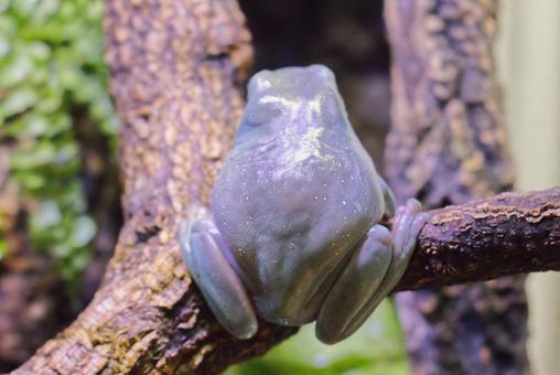 Photo, yea mega frog, a frog, white tree frog, 