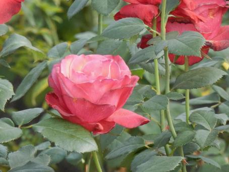 【薔薇の写真】バラの花 バラ,薔薇,植物の写真素材