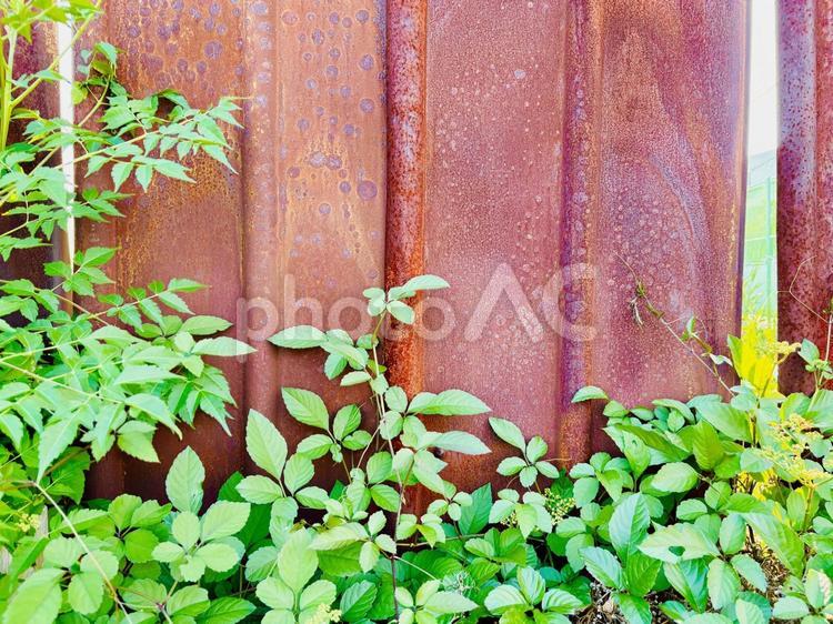 錆びた鉄板の塀と鮮やかなグリーン植物 フェンス,平,仕切りの写真素材