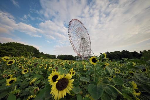 葛西臨海公園 ひまわりと観覧車 葛西臨海公園 ひまわりと観覧車の写真