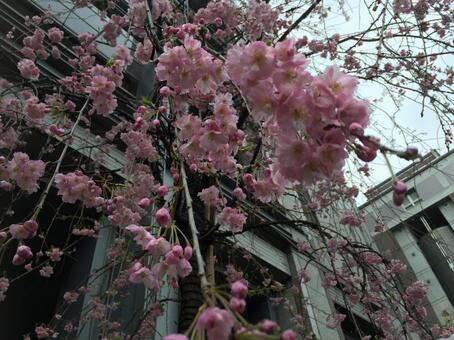 桜 桜の写真