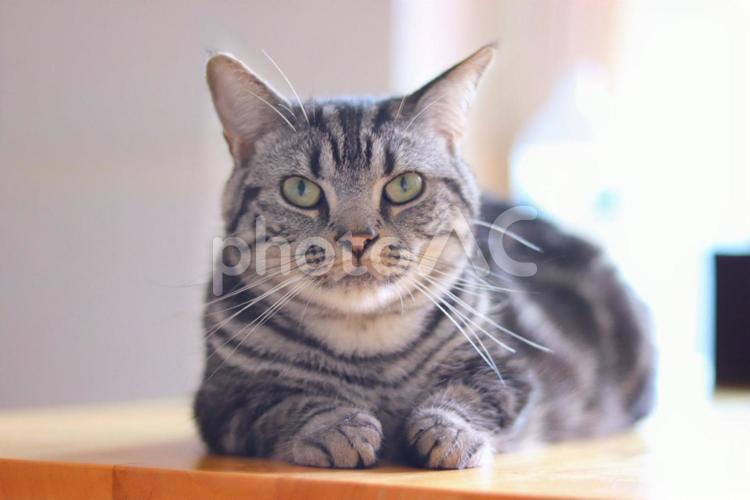 カメラ目線の猫 猫,ねこ,ネコの写真素材