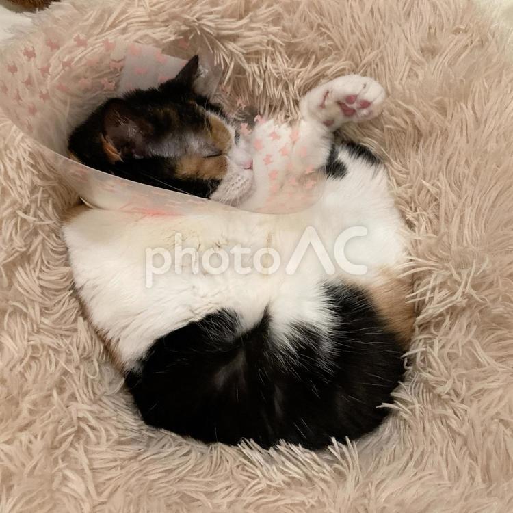 エリザベスカラーを付けた猫（上） 猫,ねこ,catの写真素材