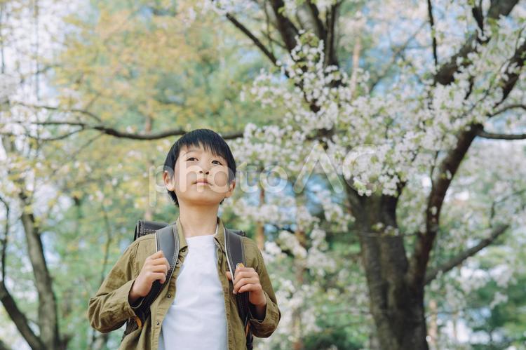 小学生の男の子（真顔） 小学生,子供,新学期の写真素材