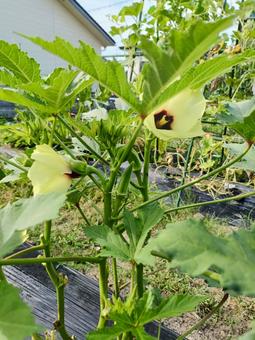 オクラの花 オクラの花 野菜,夏野菜,収獲の写真素材
