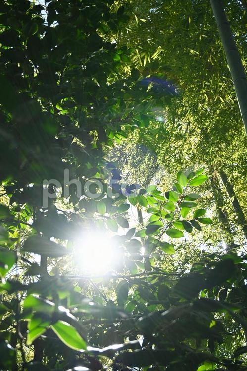 木漏れ日 木漏れ日,林,自然の写真素材