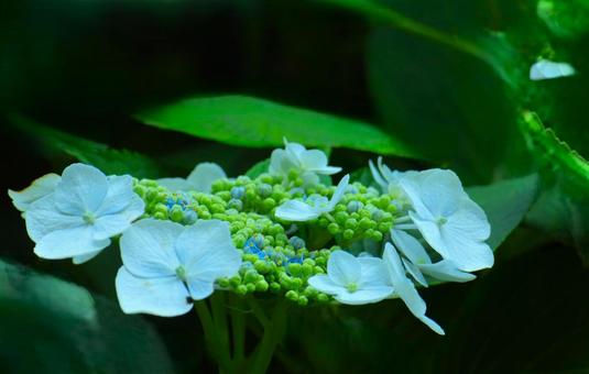 花模様₋アジサイ‐ガクアジサイ 花模様₋アジサイ‐ガクアジサイ 花,アジサイ,ガクアジサイの写真素材