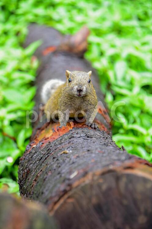 こちらを見るリス リス,りす,タイワンリスの写真素材