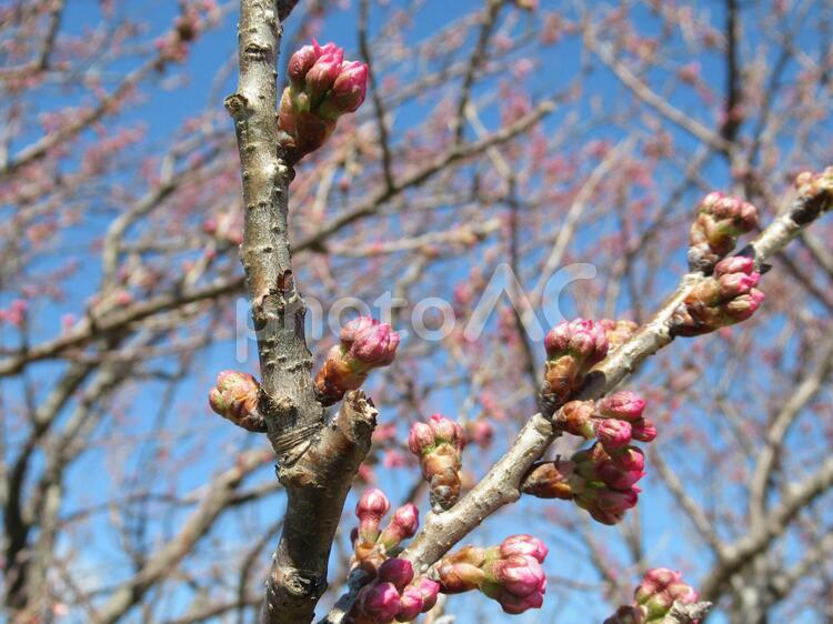 さくらのつぼみ 桜,春,花の写真素材