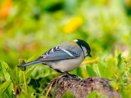 地面を歩くシジュウカラの写真