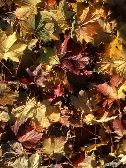 Red and yellow leaves, JPG Red and yellow leaves, JPG