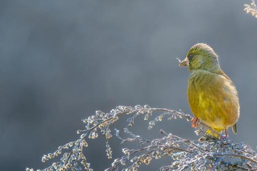 枝にとまるカワラヒワ・コピースペースの写真