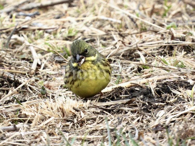 餌を咥えるアオジ 鳥,野鳥,アオジの写真素材