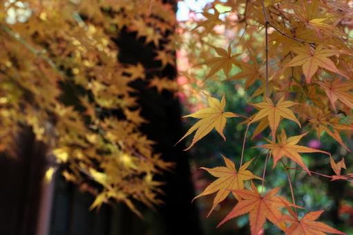 autumn leaves, JPG