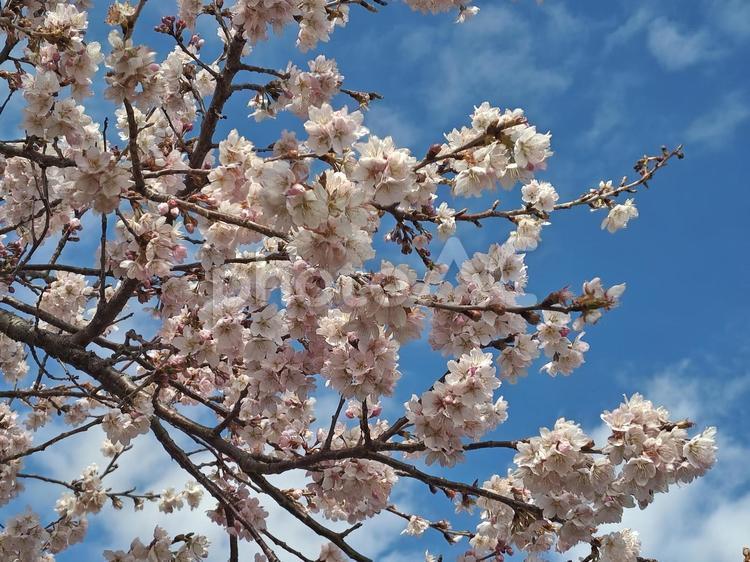 青空と満開の彼岸桜（ひがんざくら） 彼岸桜,ひがんざくら,満開の写真素材