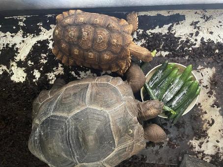 リクガメのランチ リクガメのランチの写真