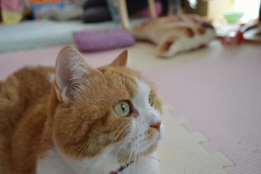 ねこ ねこの写真
