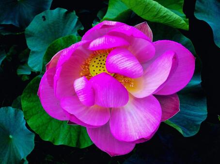 蓮の花 蓮の花の写真