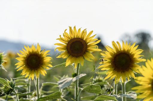 Photo, sunflower, summer, flower, 