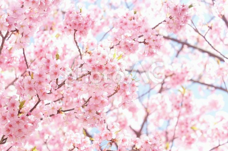 早咲き桜-392 桜,早咲き桜,カワヅザクラの写真素材