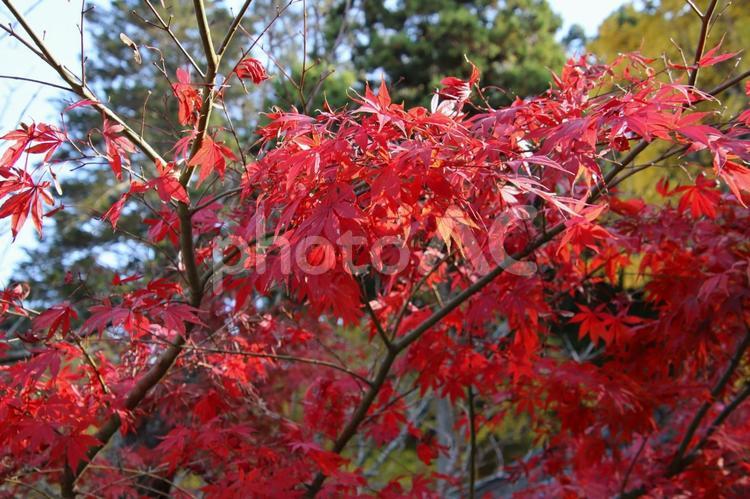 宗像市の鎮国寺の紅葉風景 宗像市,鎮国寺,観光名所の写真素材