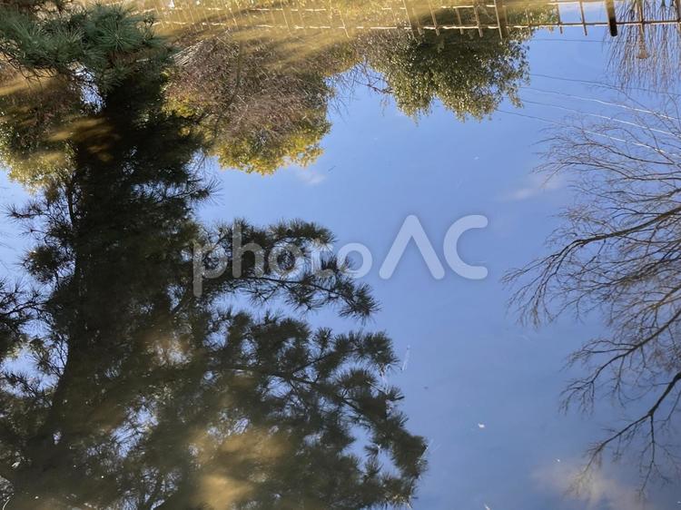 公園の池の水面風景 公園,池,水面の写真素材