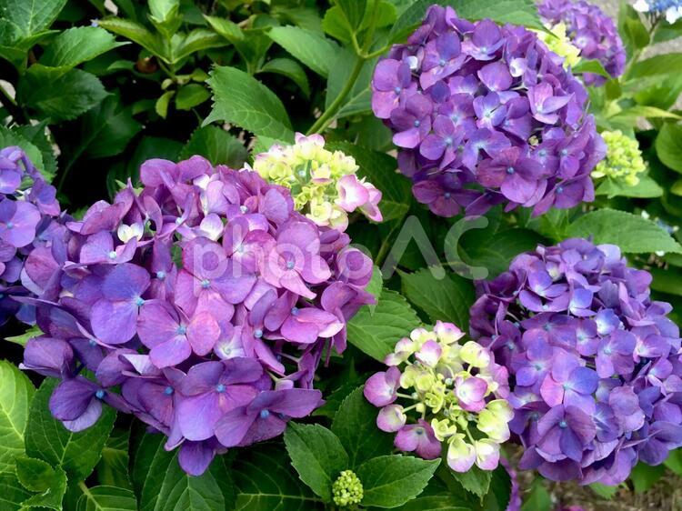紫陽花　花　植物　６月　梅雨　雨　イメージ　写真 アジサイ,紫陽花,ガーデニングの写真素材