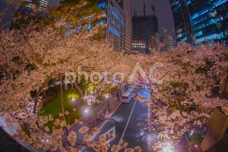 桜が彩るビル街の夜景 桜の花,桜並木,ビルの写真素材