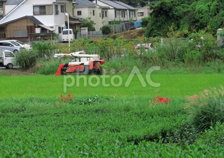 稲を刈り取るトラクター 田んぼ,稲,稲刈りの写真素材
