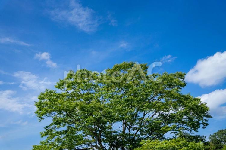 新緑と青空の風景 公園,青空,快晴の写真素材