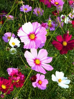 花壇に咲く様々な色のコスモス コスモス,花,植物の写真素材