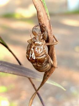 セミの抜け殻 04 セミの抜け殻 04 蝉の抜け殻,抜け殻,アブラゼミの写真素材