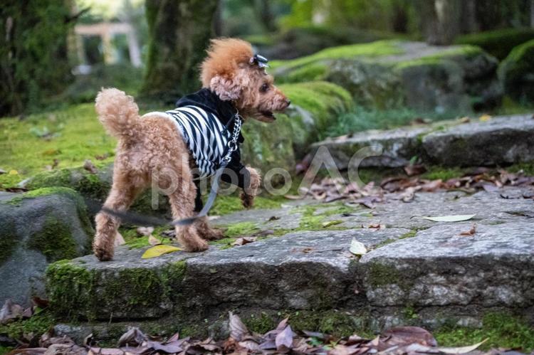 秋の公園で散歩するトイプードル トイプードル,トイプー,秋の写真素材