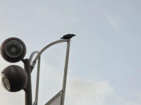 街灯と鴉 街灯と鴉 風景,空,屋外の写真素材