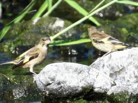 川面の石の上にとまるカワラヒワの写真