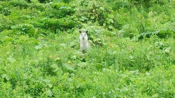 カモシカ カモシカ,野生動物,草の写真素材