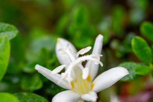 ホトトギス⑸ 花,ホトトギス,シロバナホトトギスの写真素材